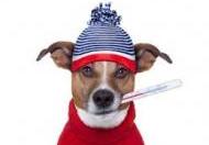 Taking Your Puppy's Temperature